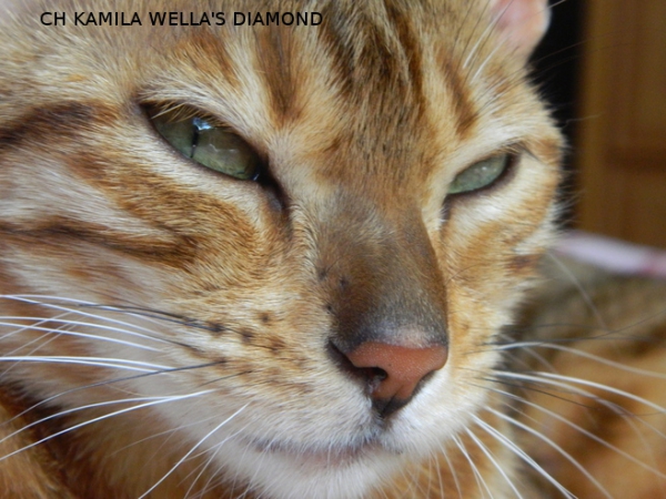 Ch. Kamila Wella&#039;s Diamond